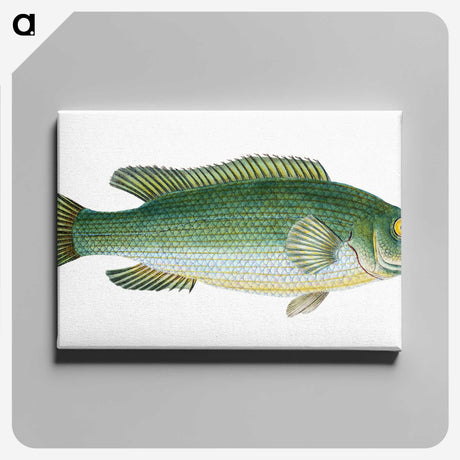 1-50_The-Natural-History-of-British-Fishes_canvas