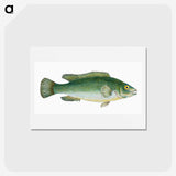 1-50_The-Natural-History-of-British-Fishes_hagaki