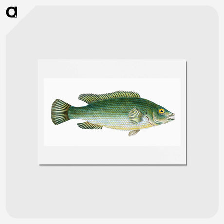 1-50_The-Natural-History-of-British-Fishes_hagaki
