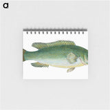 1-50_The-Natural-History-of-British-Fishes_memo