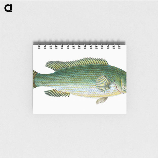 1-50_The-Natural-History-of-British-Fishes_memo