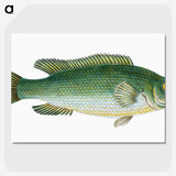 1-50_The-Natural-History-of-British-Fishes_picture-crop