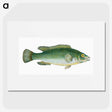 1-50_The-Natural-History-of-British-Fishes_picture