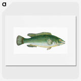 1-50_The-Natural-History-of-British-Fishes_picture
