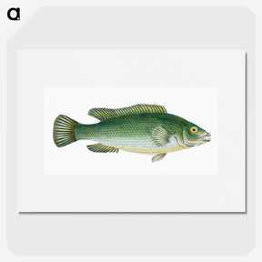 1-50_The-Natural-History-of-British-Fishes_picture