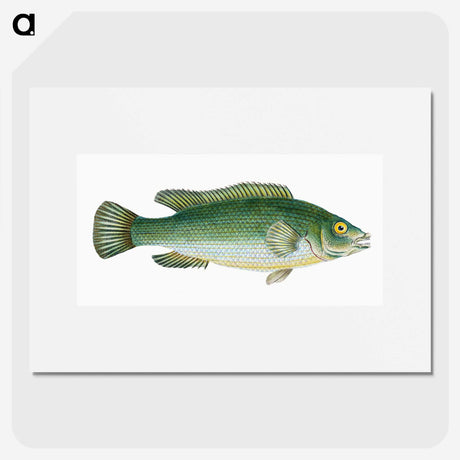 1-50_The-Natural-History-of-British-Fishes_picture