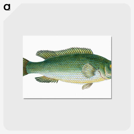 1-50_The-Natural-History-of-British-Fishes_postcard