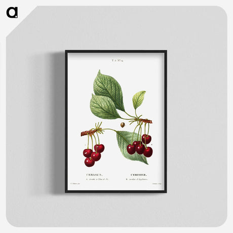 1-50_Treatise-on-Trees-and-Shrubs_blk-crop