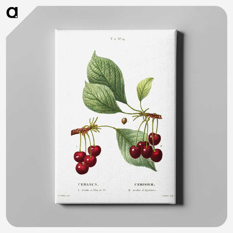 1-50_Treatise-on-Trees-and-Shrubs_canvas