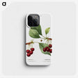 1-50_Treatise-on-Trees-and-Shrubs_phone