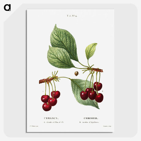 1-50_Treatise-on-Trees-and-Shrubs_picture-crop
