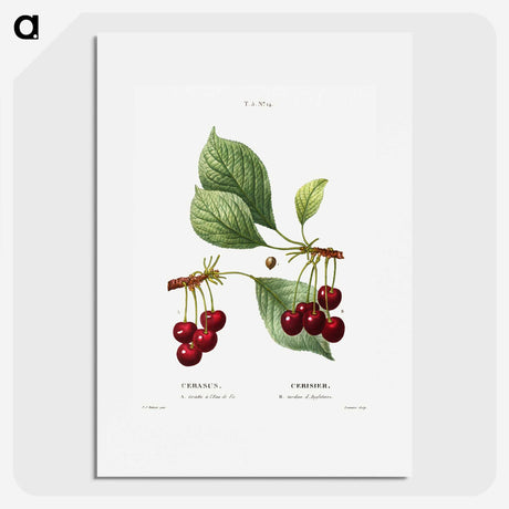 1-50_Treatise-on-Trees-and-Shrubs_picture