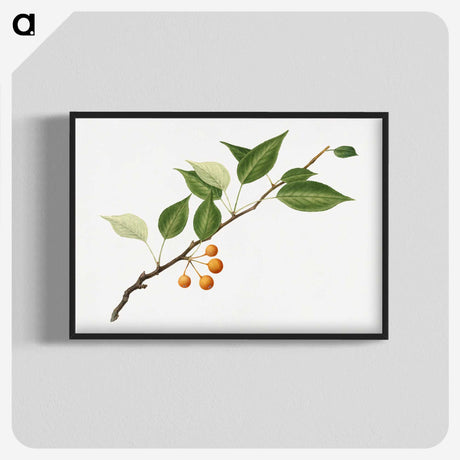 1-50_USDA-Watercolor-Fruit-Painting-Collection_blk-crop