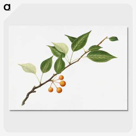 1-50_USDA-Watercolor-Fruit-Painting-Collection_picture-crop