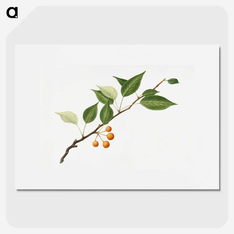 1-50_USDA-Watercolor-Fruit-Painting-Collection_picture