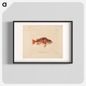 アートポスター-Norway redfish - ヴィルヘルム フォン ライト Poster.