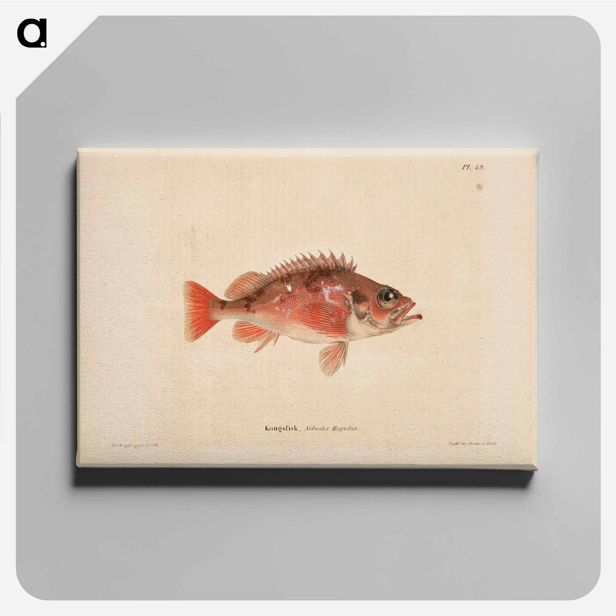 Norway redfish - ヴィルヘルム フォン ライト Canvas.