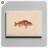 Norway redfish - ヴィルヘルム フォン ライト Canvas.