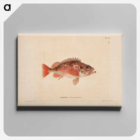 アートパネル-Norway redfish - ヴィルヘルム フォン ライト Canvas.