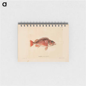 アートメモ帳-Norway redfish - ヴィルヘルム フォン ライト Memo.