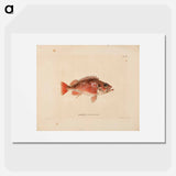 Norway redfish - ヴィルヘルム フォン ライト Poster.