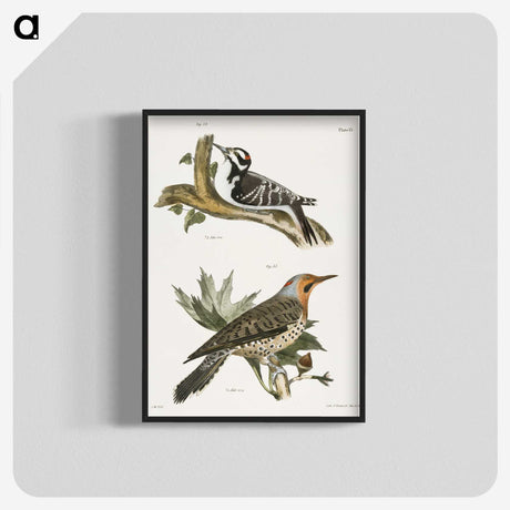 1-50_Zoology-of-New-York_blk-crop