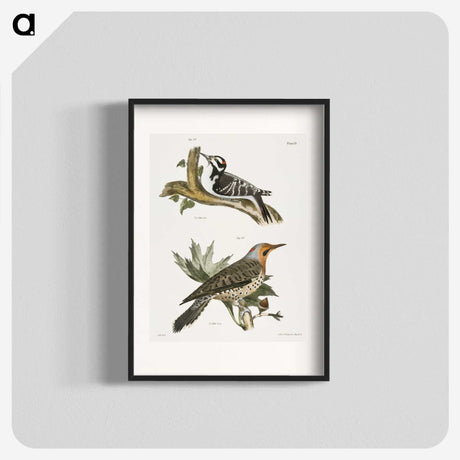 1-50_Zoology-of-New-York_blk