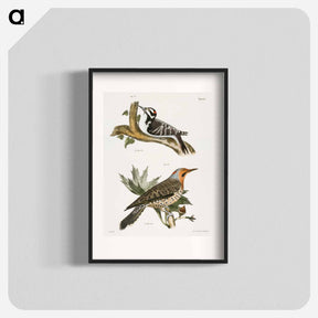 アートポスター-The Hairy Woodpecker - ニューヨークの動物学 Poster.