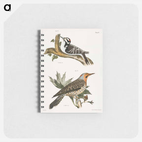 アートメモ帳-The Hairy Woodpecker - ニューヨークの動物学 Memo.