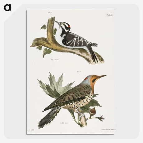 1-50_Zoology-of-New-York_picture-crop