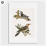 The Hairy Woodpecker - ニューヨークの動物学 Poster.