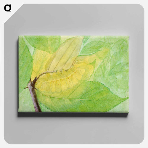 Lunar Caterpillar - アボット ハンダーソン セイヤー Canvas.