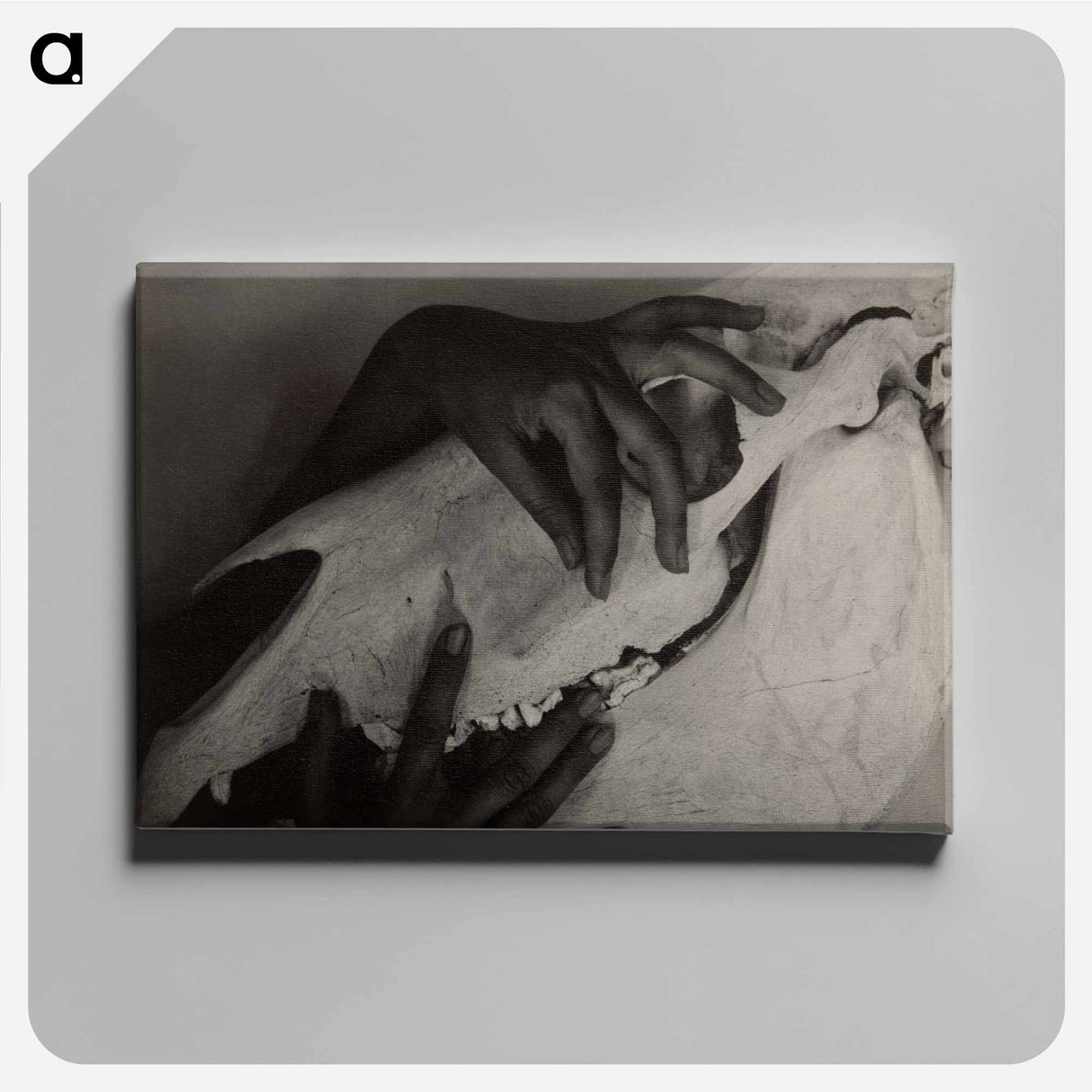 Hands and Horse Skull - アルフレッド スティーグリッツ Canvas.