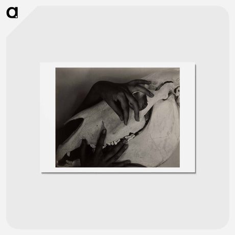 アートポストカード-Hands and Horse Skull - アルフレッド スティーグリッツ Postcard.