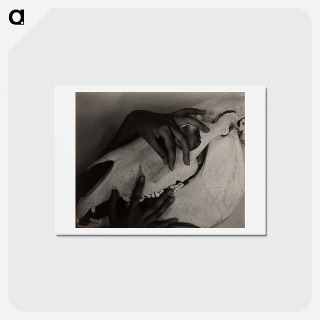 アートポストカード-Hands and Horse Skull - アルフレッド スティーグリッツ Postcard.