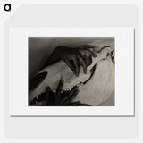 1-51_Alfred-Stieglitz_picture