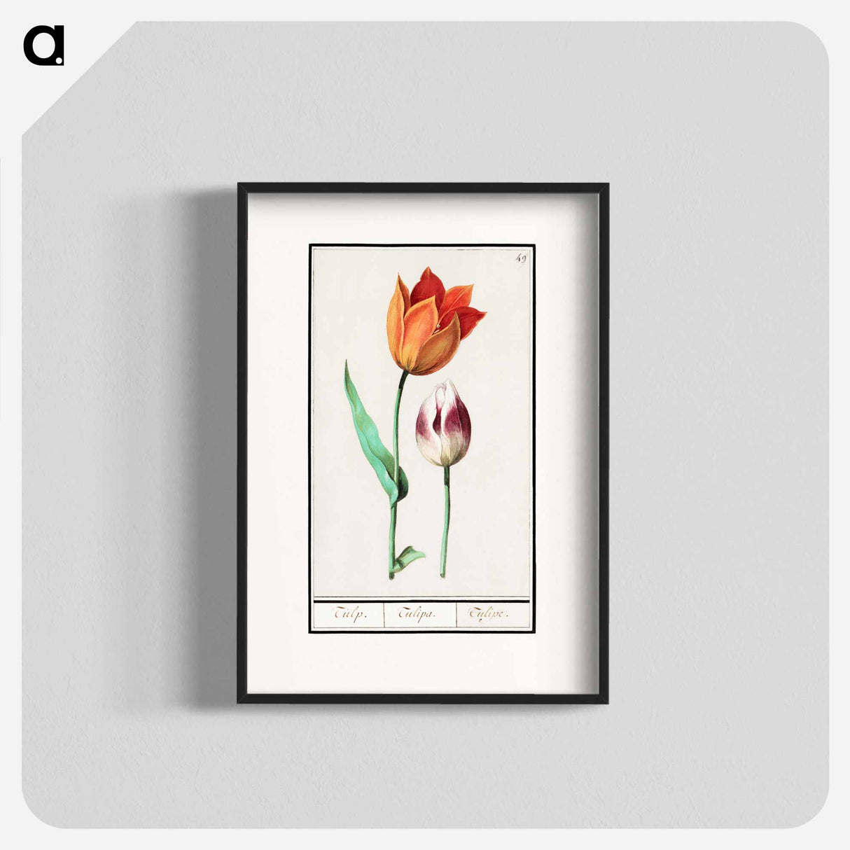 Tulip - アンセルムス ボエティウス デ ブート Poster.