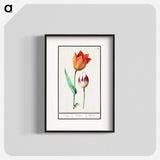 Tulip - アンセルムス ボエティウス デ ブート Poster.