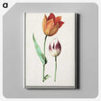 1-51_Anselmus-Boetius-de-Boodt_canvas