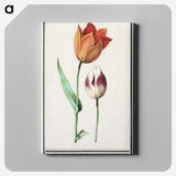 1-51_Anselmus-Boetius-de-Boodt_canvas