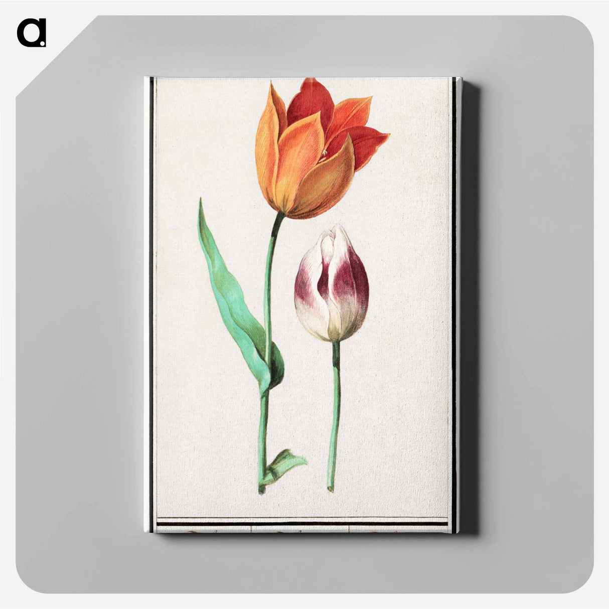 Tulip - アンセルムス ボエティウス デ ブート Canvas.