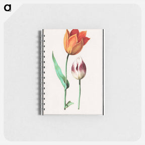 アートメモ帳-Tulip - アンセルムス ボエティウス デ ブート Memo.