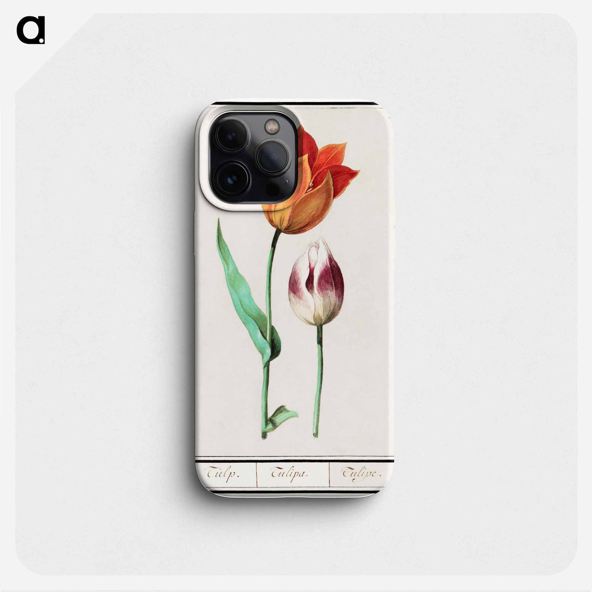 Tulip - アンセルムス ボエティウス デ ブート Phone Case.