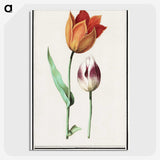 1-51_Anselmus-Boetius-de-Boodt_picture-crop