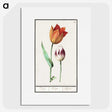 1-51_Anselmus-Boetius-de-Boodt_picture