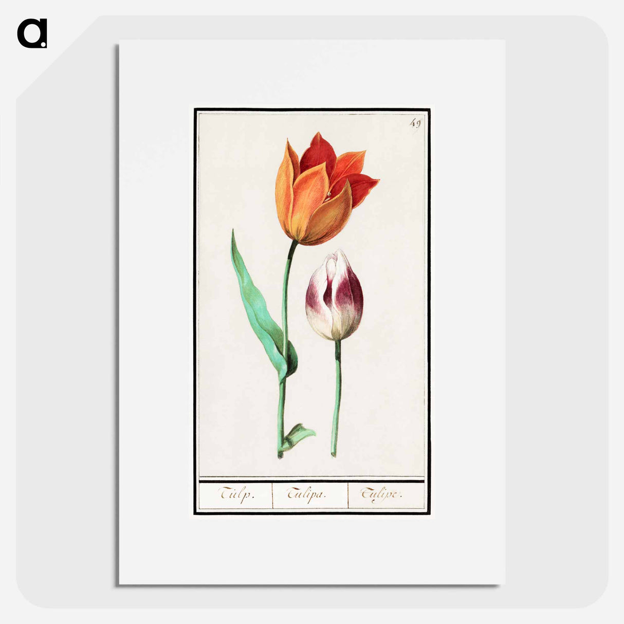 Tulip - アンセルムス ボエティウス デ ブート Poster.