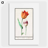 Tulip - アンセルムス ボエティウス デ ブート Poster.