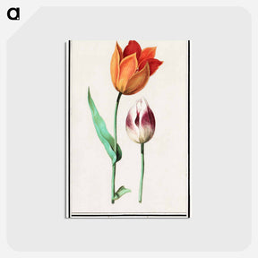 アートポストカード-Tulip - アンセルムス ボエティウス デ ブート Postcard.