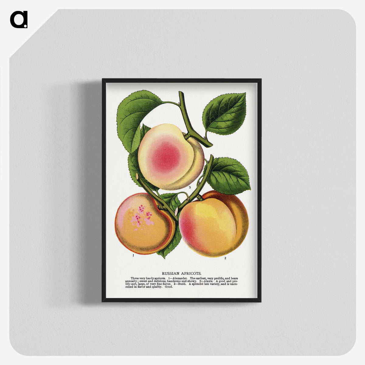 1-51_Botanical-Specimen-Plates_blk-crop