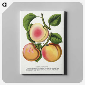 1-51_Botanical-Specimen-Plates_canvas